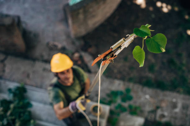 How Our Tree Care Process Works  in  South Dos Palos, CA